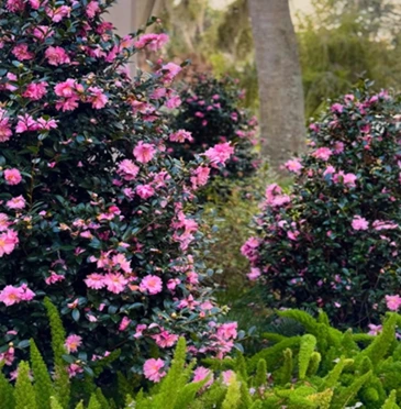 Colorful, blooming plants can make a home feel more joyful and inviting.